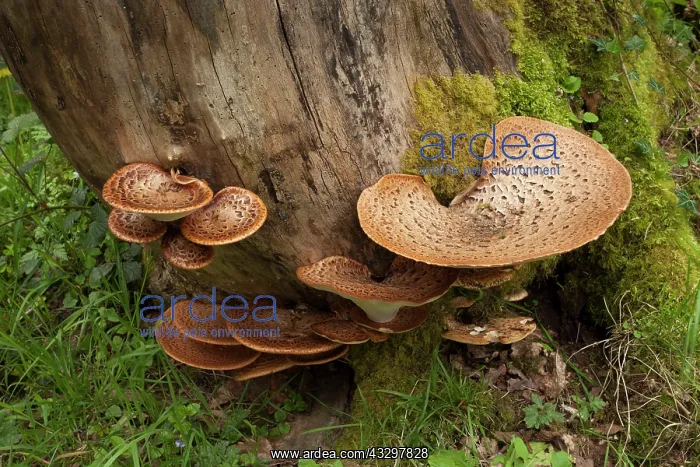 : 80186174 Dryad's Saddle - closeup of fungi growing : 80186174 Dryad's Saddle - closeup of fungi growing