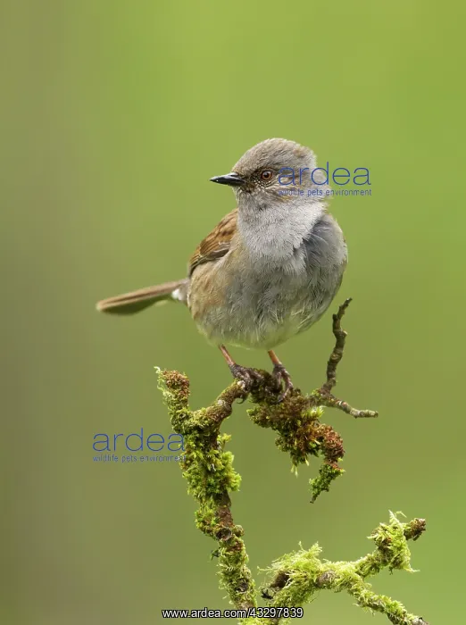 : 80186175 Dunnock - perched on a small lichen covered : 80186175 Dunnock - perched on a small lichen covered