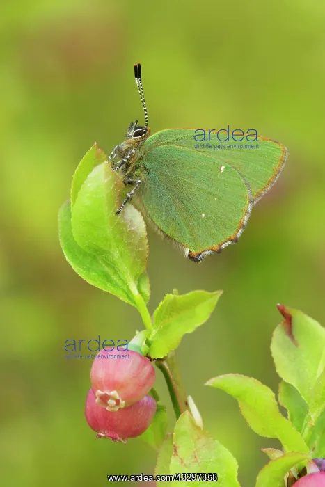 : 80186177 Green Hairstreak - butterfly resting on : 80186177 Green Hairstreak - butterfly resting on