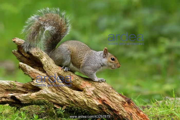 : 80186179 Grey Squirrel - in habitat Cannock Chase : 80186179 Grey Squirrel - in habitat Cannock Chase