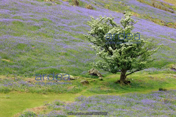 : 80186180 Hawthorn tree and Bluebells in flower in : 80186180 Hawthorn tree and Bluebells in flower in