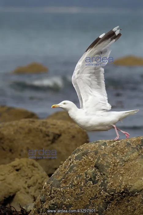 : 80186181 Herring Gull - taking off - August Shell : 80186181 Herring Gull - taking off - August Shell