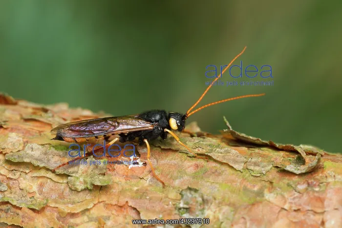: 80186182 Horntail - also known as the giant wood : 80186182 Horntail - also known as the giant wood