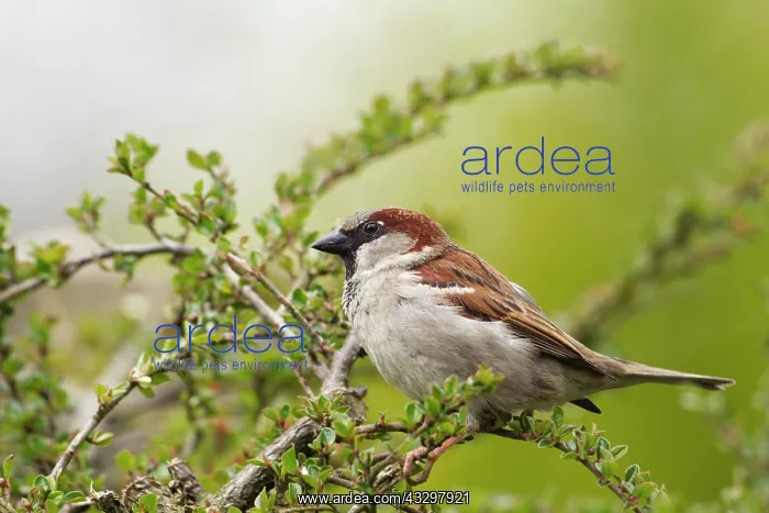 : 80186183 House Sparrow - male perched on top of : 80186183 House Sparrow - male perched on top of