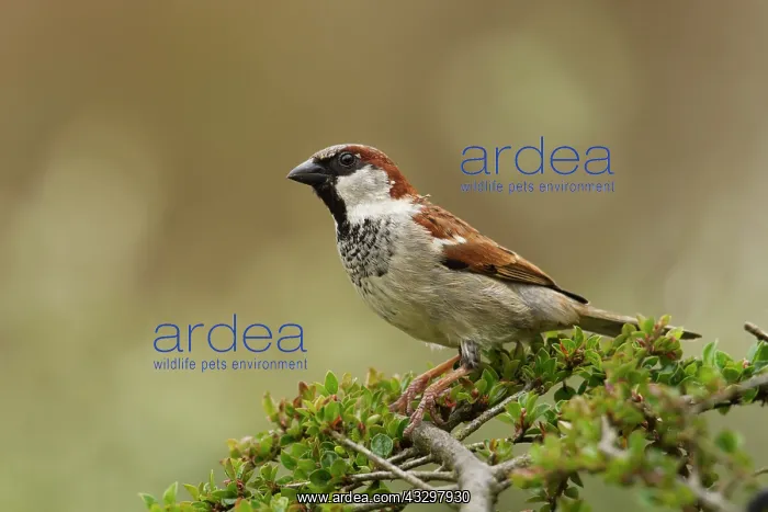 : 80186184 House Sparrow - male perched on top of : 80186184 House Sparrow - male perched on top of