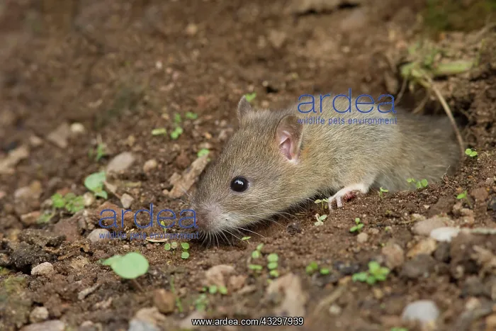 : 80186185 Brown Rat - coming out of an hole in the : 80186185 Brown Rat - coming out of an hole in the