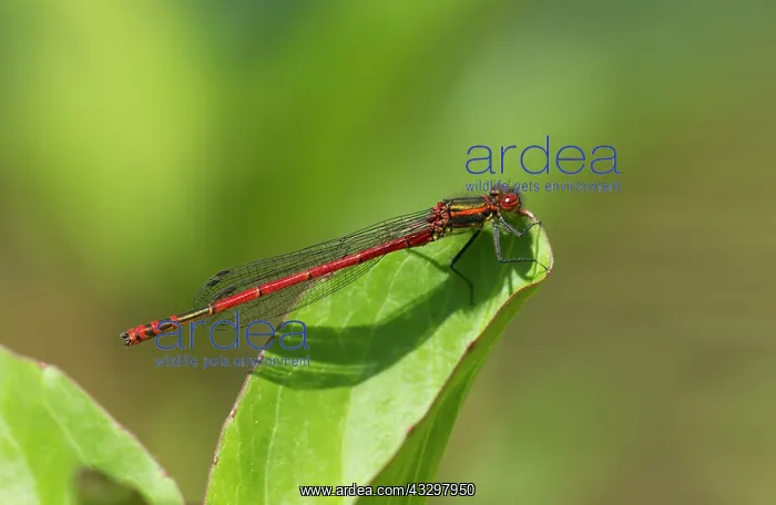 : 80186186 Large Red Damselfly - resting on vegetation : 80186186 Large Red Damselfly - resting on vegetation