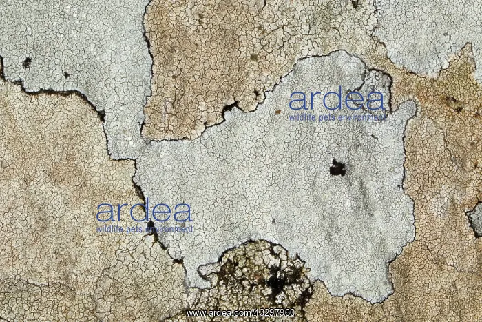 : 80186187 Map lichen - closeup showing detail and : 80186187 Map lichen - closeup showing detail and