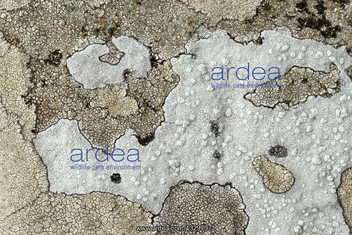 : 80186188 Map lichen - closeup showing detail and : 80186188 Map lichen - closeup showing detail and
