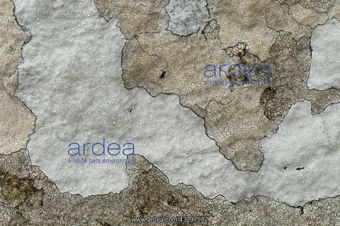: 80186189 Map lichen - closeup showing detail and : 80186189 Map lichen - closeup showing detail and