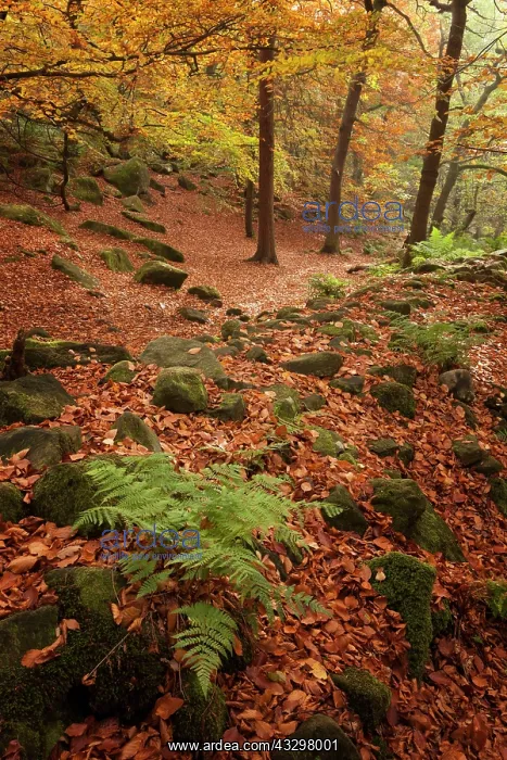 : 80186191 Padley Gorge - woodland in autumn - October : 80186191 Padley Gorge - woodland in autumn - October