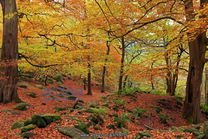 : 80186192 Padley Gorge - woodland in autumn - October : 80186192 Padley Gorge - woodland in autumn - October
