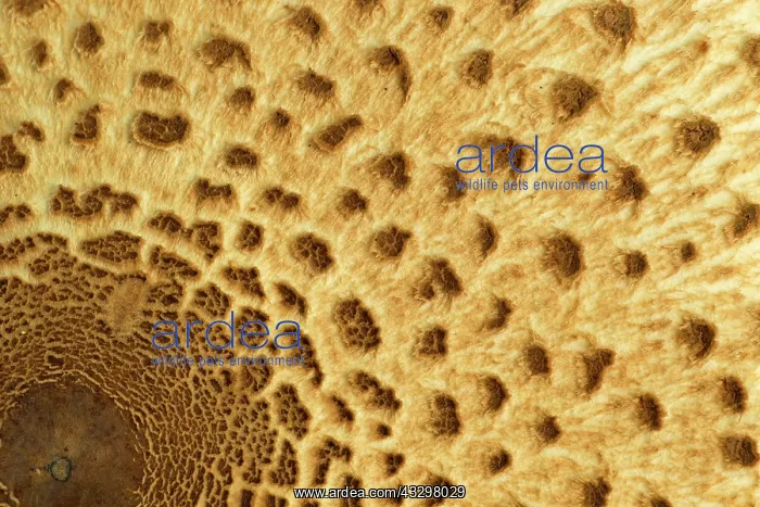 : 80186193 Parosol mushroom - closeup of the cap showing : 80186193 Parosol mushroom - closeup of the cap showing