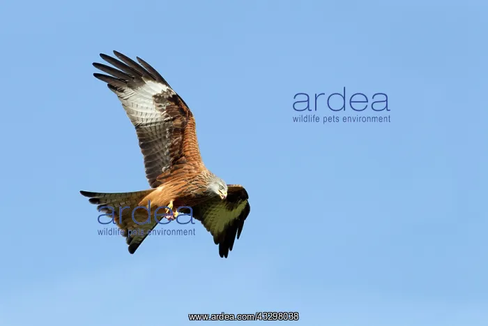 : 80186194 Red Kite - in flight while carrying some : 80186194 Red Kite - in flight while carrying some