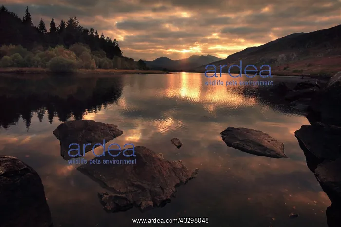 : 80186195 Sun setting behind Snowdon with reflections : 80186195 Sun setting behind Snowdon with reflections