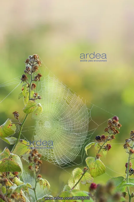 : 80186197 Spiders web covered in early morning dew : 80186197 Spiders web covered in early morning dew
