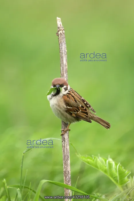: 80186199 Tree Sparrow - perched on some vegetation : 80186199 Tree Sparrow - perched on some vegetation