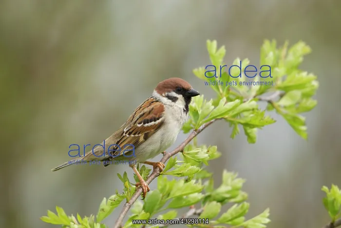 : 80186200 Tree Sparrow - perched on a small branch : 80186200 Tree Sparrow - perched on a small branch