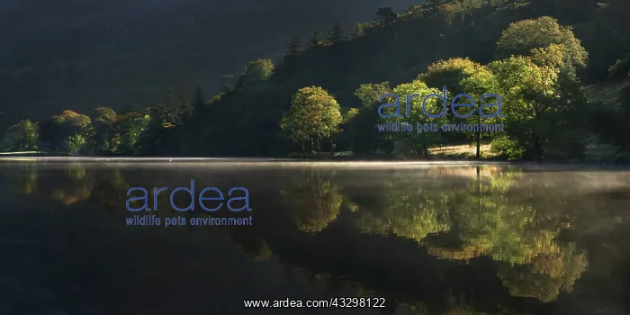 : 80186201 Trees along the banks of Llyn Gwynant being : 80186201 Trees along the banks of Llyn Gwynant being
