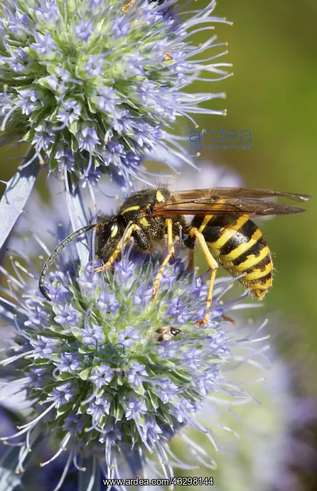: 80186203 Common Wasp - feeding on a thistle flower : 80186203 Common Wasp - feeding on a thistle flower