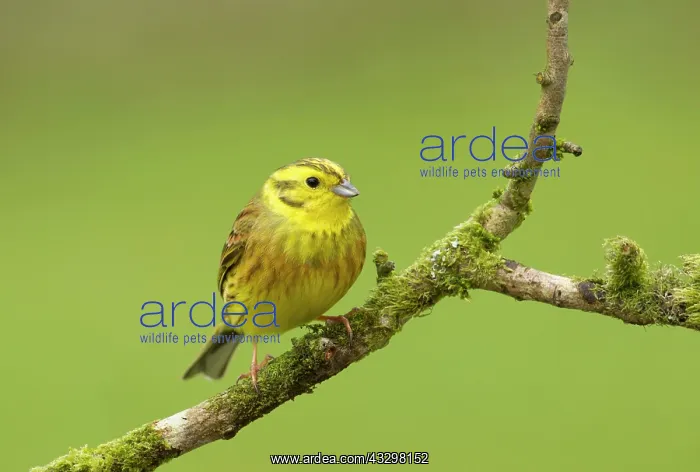 : 80186204 Yellowhammer - perched on a lichen covered : 80186204 Yellowhammer - perched on a lichen covered