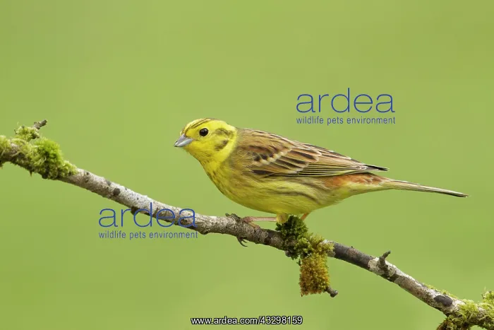 : 80186205 Yellowhammer - perched on a lichen covered : 80186205 Yellowhammer - perched on a lichen covered