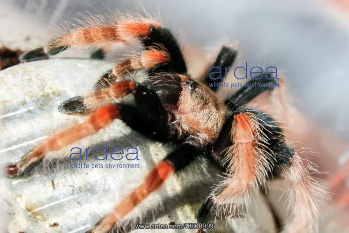 : 80186206 Mexican Fireleg Tarantula burrowing spider : 80186206 Mexican Fireleg Tarantula burrowing spider