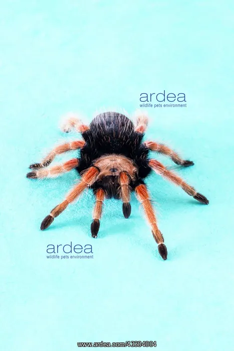 : 80186207 Mexican Fireleg Tarantula Brachypelma boehmei : 80186207 Mexican Fireleg Tarantula Brachypelma boehmei