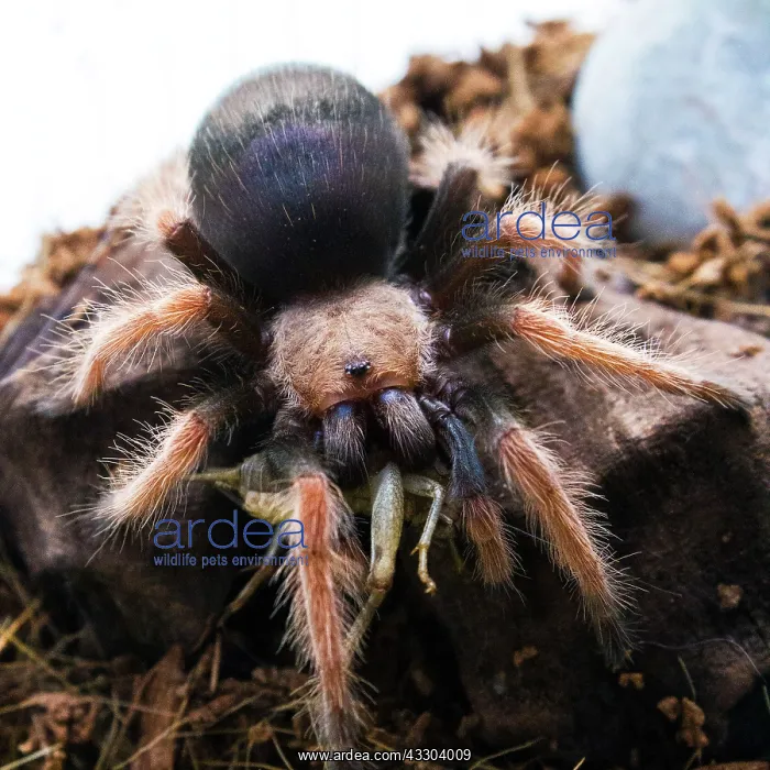: 80186208 Mexican Fireleg Tarantula eating cricket : 80186208 Mexican Fireleg Tarantula eating cricket
