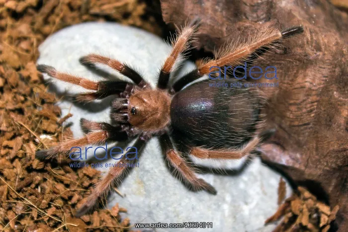 : 80186209 Mexican Fireleg Tarantula Brachypelma boehmei : 80186209 Mexican Fireleg Tarantula Brachypelma boehmei