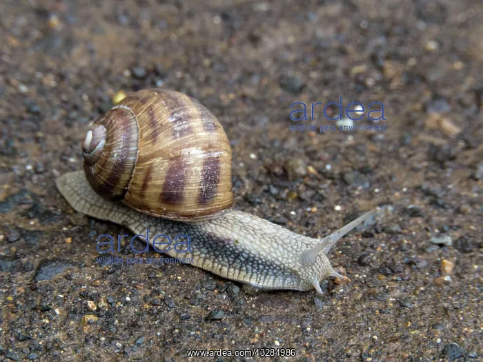 : 80186605 Roman Snail - on road in rain Hungary Helix : 80186605 Roman Snail - on road in rain Hungary Helix