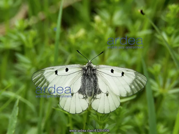  : 80186607 Clouded Apollo Butterfly - resting in meadow