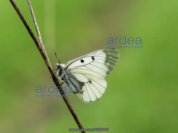 : 80186608 Clouded Apollo Butterfly - resting in meadow : 80186608 Clouded Apollo Butterfly - resting in meadow