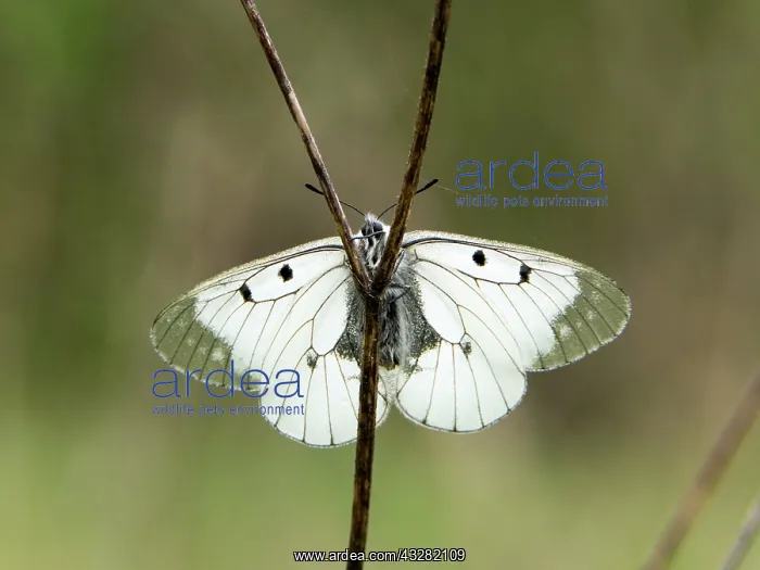 : 80186609 Clouded Apollo Butterfly - resting in meadow : 80186609 Clouded Apollo Butterfly - resting in meadow