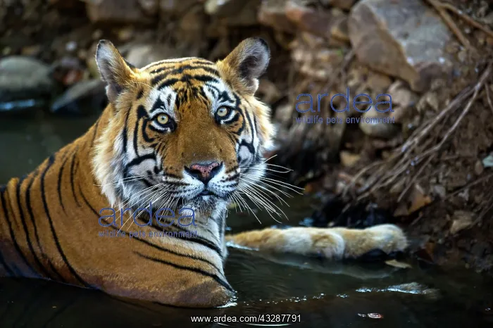 : 80186612 Tiger - in water Ranthambhore National : 80186612 Tiger - in water Ranthambhore National