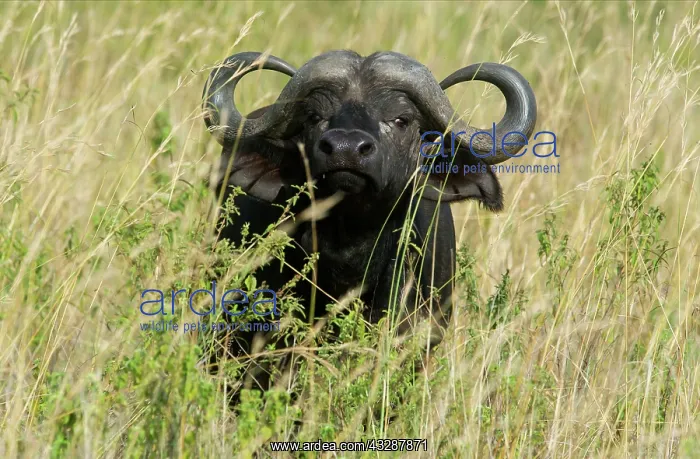 : 80186622 Cape buffalo Maasai Mara, Kenya Syncerus : 80186622 Cape buffalo Maasai Mara, Kenya Syncerus