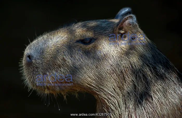 : 80186626 Capybara Cuiaba River, Mato Grosso, Brazil : 80186626 Capybara Cuiaba River, Mato Grosso, Brazil