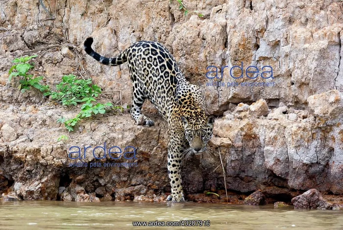  : 80186628 Jaguar Cuiaba River, Mato Grosso, Brazil