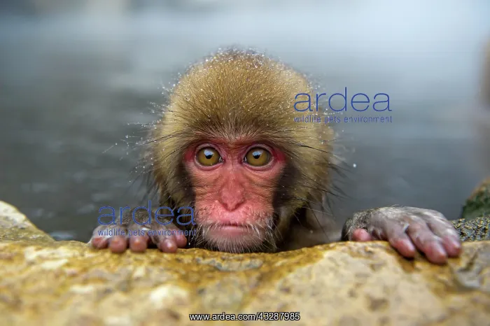 : 80186635 Japanese Macaque - in water Jigokudani : 80186635 Japanese Macaque - in water Jigokudani