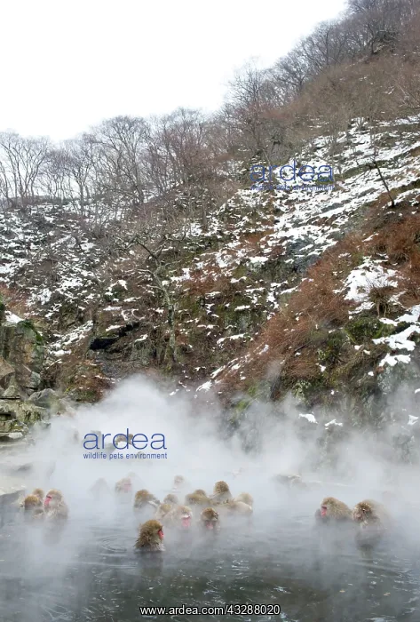 : 80186639 Japanese Macaque - in water Jigokudani : 80186639 Japanese Macaque - in water Jigokudani