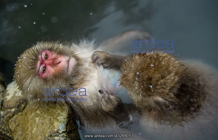 : 80186642 Japanese Macaque - grooming in water Jigokudani : 80186642 Japanese Macaque - grooming in water Jigokudani