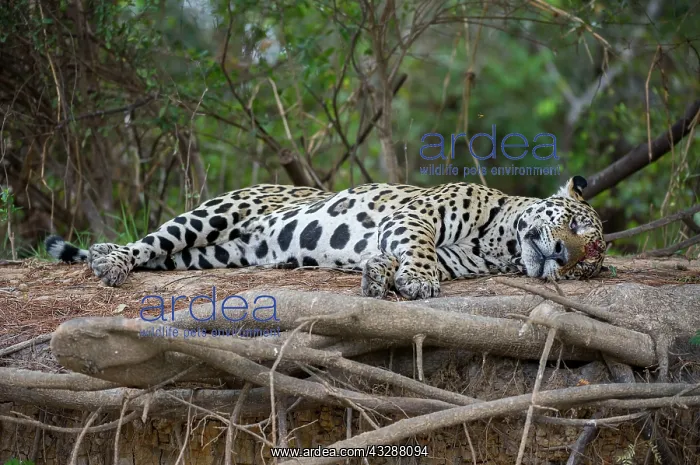  : 80186647 Jaguar - resting Three Brothers River
