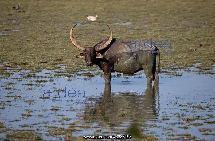 : 80186658 Asiatic Buffalo Kaziranga National Park : 80186658 Asiatic Buffalo Kaziranga National Park