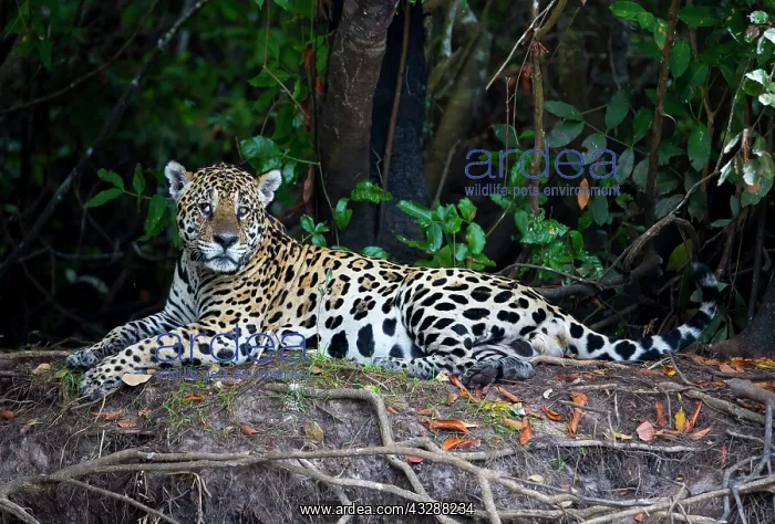 : 80186661 Jaguar - resting Cuiaba River, Mato Grosso : 80186661 Jaguar - resting Cuiaba River, Mato Grosso