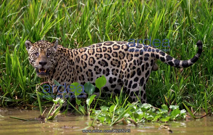 : 80186662 Jaguar - in reeds Cuiaba River, Mato Grosso : 80186662 Jaguar - in reeds Cuiaba River, Mato Grosso