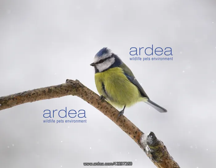 : 80186663 Blue Tit - perched on branch in snowy conditions : 80186663 Blue Tit - perched on branch in snowy conditions