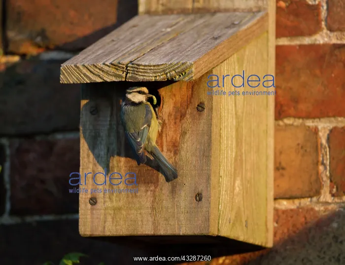 : 80186664 Blue Tit - parent - returned to nestbox : 80186664 Blue Tit - parent - returned to nestbox