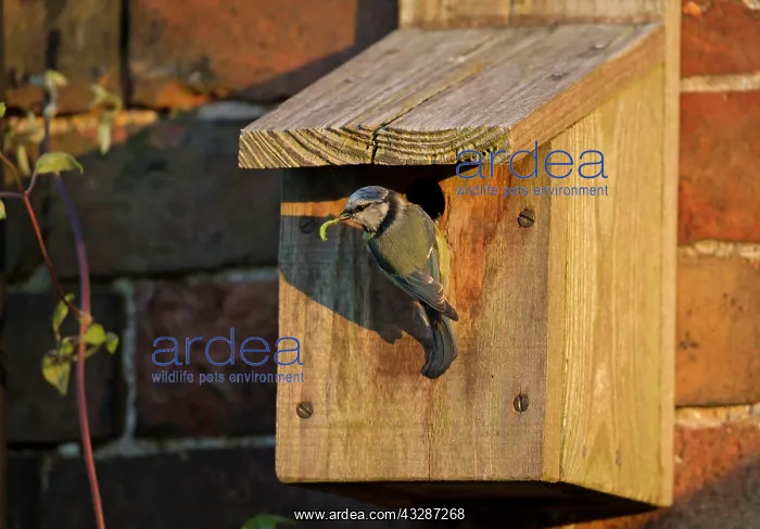 : 80186665 Blue Tit - parent - returned to nestbox : 80186665 Blue Tit - parent - returned to nestbox