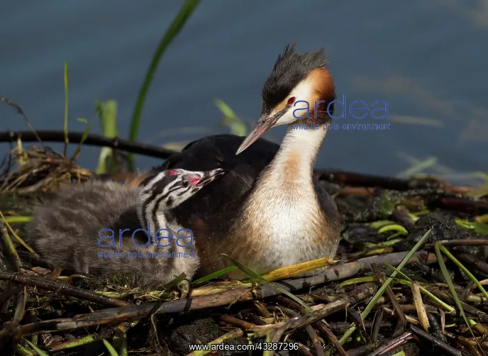 : 80186671 Great Grested Grebes - parent and chick : 80186671 Great Grested Grebes - parent and chick