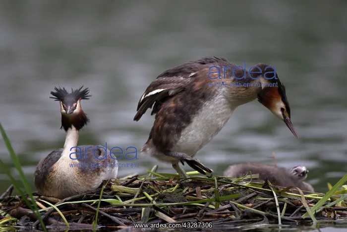 : 80186672 Great Grested Grebes - parents and chick : 80186672 Great Grested Grebes - parents and chick